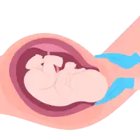 Successful Deliveries Icon